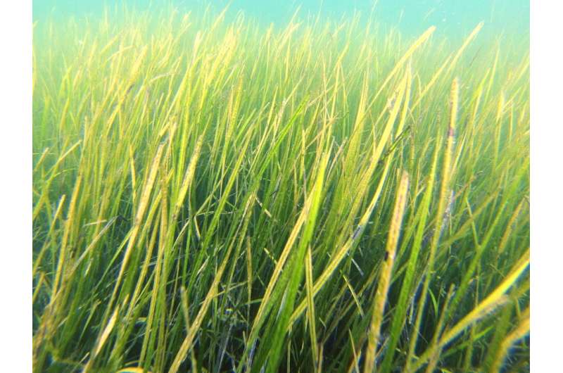 Seagrasses turn back the clock on ocean acidification