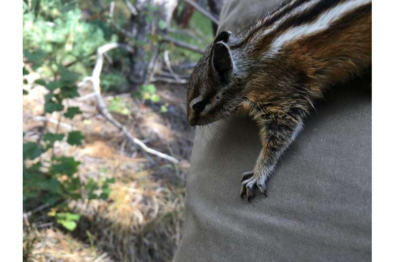 Small mammals climb higher to flee warming temperatures in the Rockies
