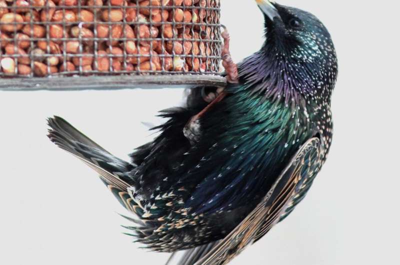 Starling success traced to rapid adaptation