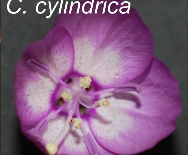 Study of flowers with two types of anthers solves mystery that baffled Darwin