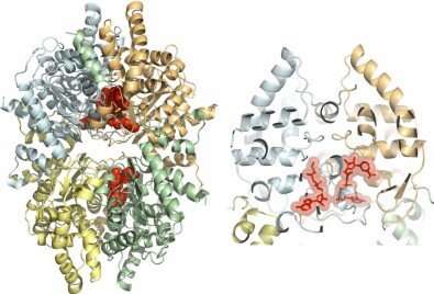 Study reveals structure of protein and permits search for drugs against neglected diseases