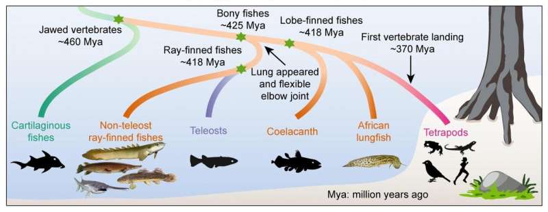 Surprising new research: We're more like primitive fishes than once believed