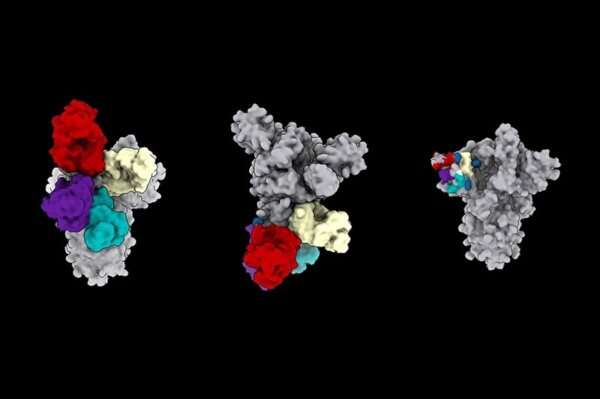 Targeting a new antibody supersite key to COVID immunity