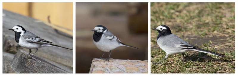 The genetic underpinnings of plumage for Eurasian white wagtails