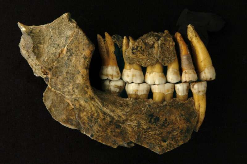 The remains of the upper and lower jaw of a Neanderthal from the Spy Cave in Belgium