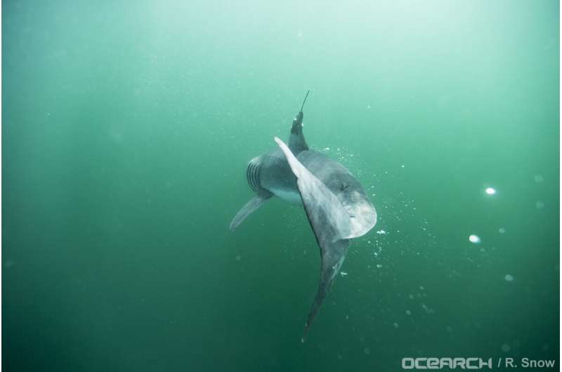 These baby great white sharks love to hang out near New York