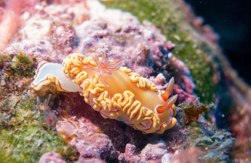 These underwater photos show Norfolk Island reef life still thrives, from vibrant blue flatworms to soft pink corals
