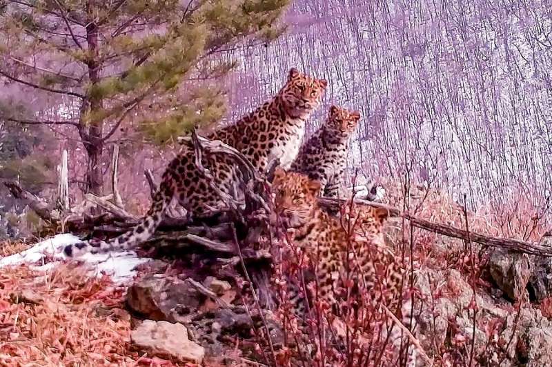 The video footage shows the feline family standing on top of a hill in the Land of the Leopard National Park