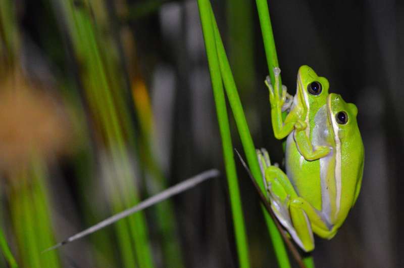 This frog has lungs that act like noise-canceling headphones, study shows