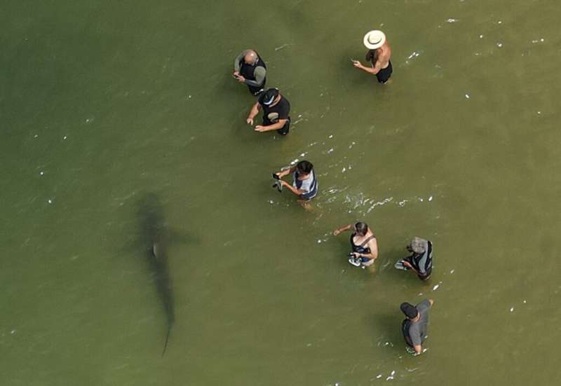 This picture taken on April 20, 2021 shows an aerial view of people using their phones and cameras to film a shark swimming past