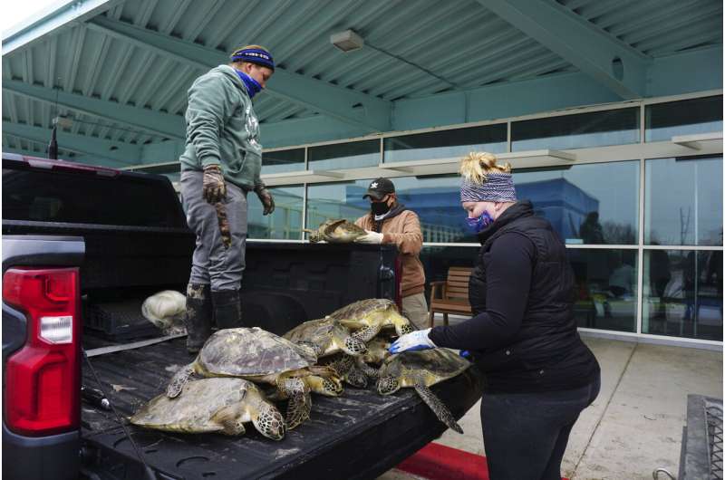 Thousands of cold-stunned sea turtles being rescued in Texas
