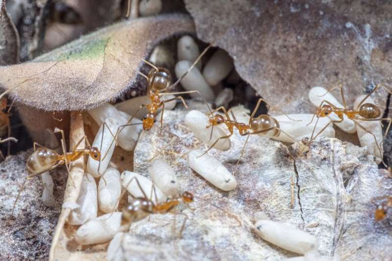 Tiny Game of Thrones: the workers of yellow crazy ants can act like lazy wannabe queens. So we watched them fight