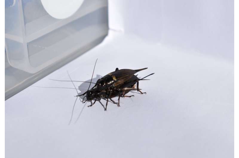 Traffic noise makes mating crickets less picky