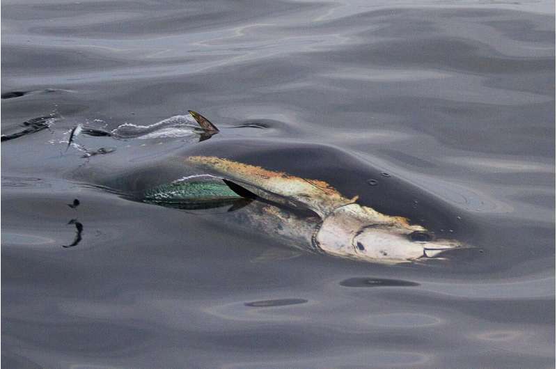 UK waters are home again to the bluefin tuna