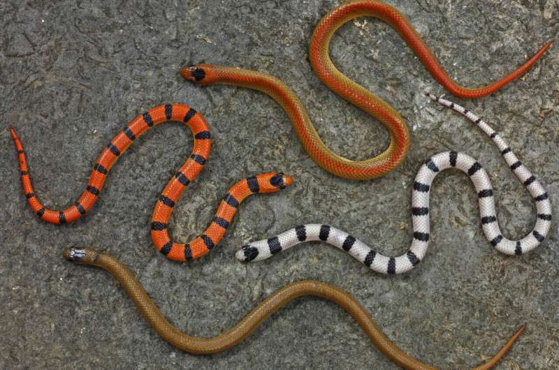 Revelando la historia evolutiva de la serpiente a través de sus signos
