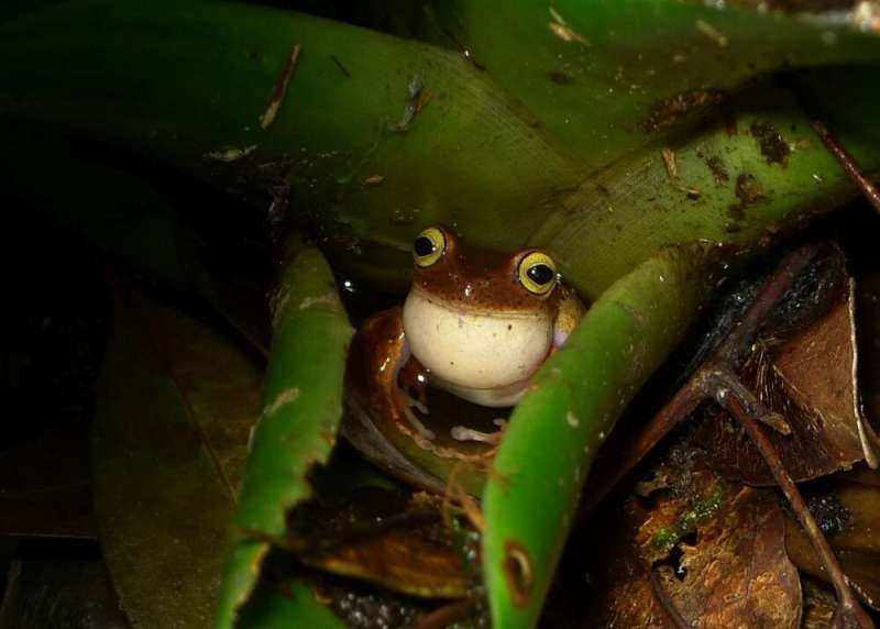 Unusual breeding behavior reported in treefrogs for the first time