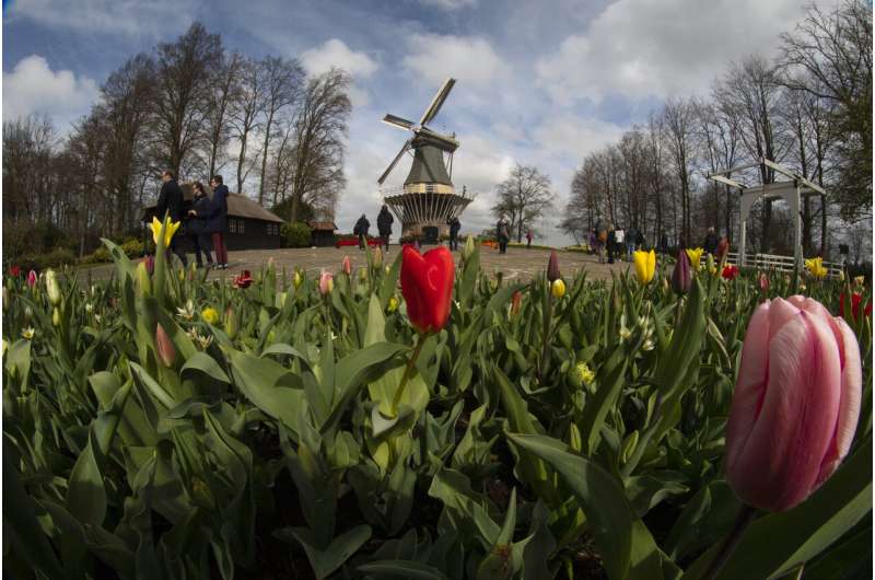 Visitors tiptoe through the tulips in Dutch virus test
