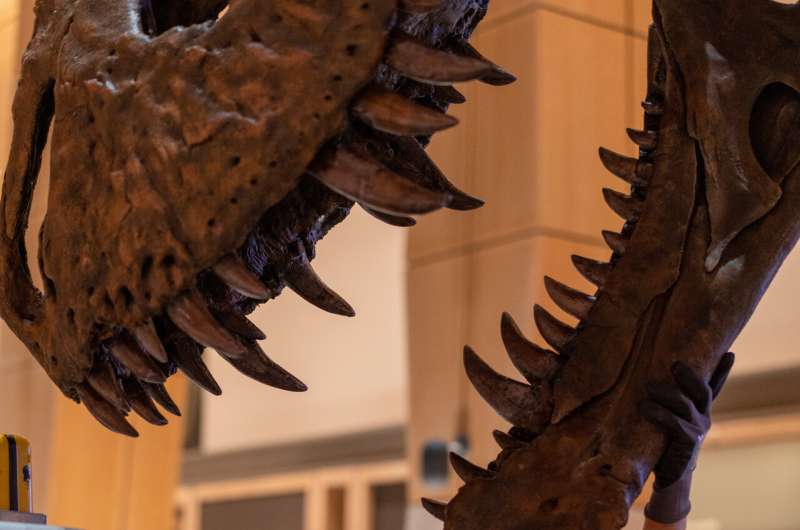 ¡Caminando sobre un dinosaurio!  Un nuevo modelo biomecánico muestra al Tyrannosaurus rex en un paso oscilante