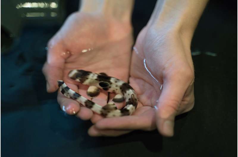 Warming oceans mean smaller baby sharks struggle to survive