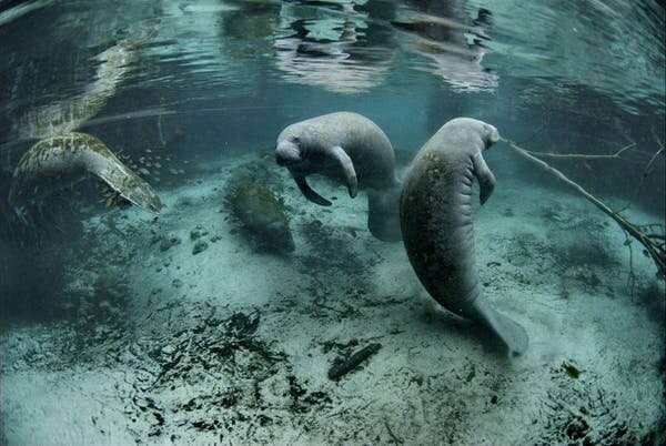 Water being pumped into Tampa Bay could cause a massive algae bloom, putting fragile manatee and fish habitats at risk