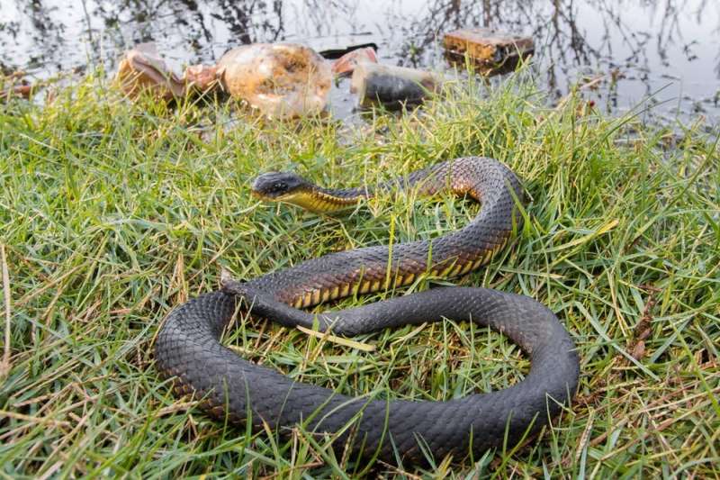 We tested tiger snake scales to measure wetland pollution in Perth. The news is worse than expected