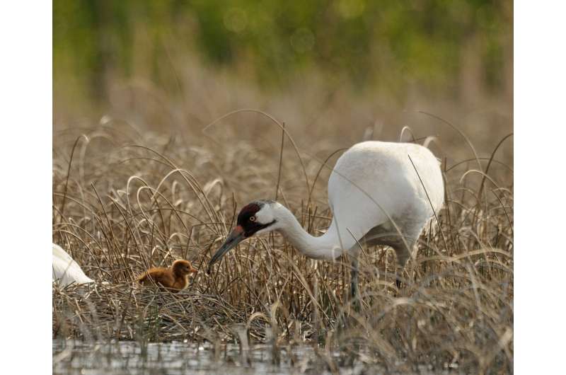 Whooping cranes steer clear of wind turbines when selecting stopover sites
