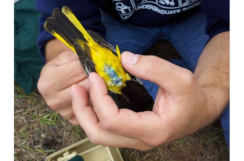 Why some songbirds make migratory pit-stops to replace worn and ragged feathers