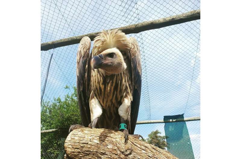 Wing tags severely impair flight in African Cape Vultures