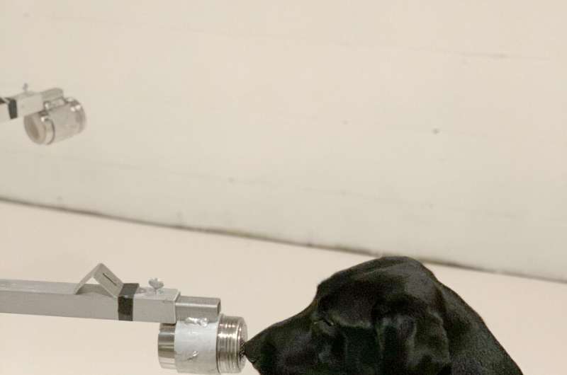 With impressive accuracy, dogs can sniff out coronavirus