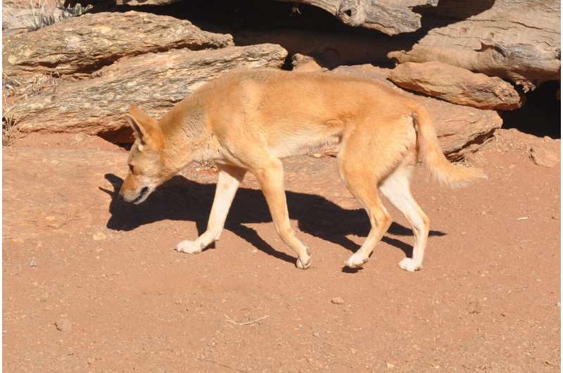 Wolves, dogs and dingoes, oh my