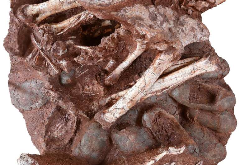 World's first dinosaur preserved sitting on nest of eggs with fossilized babies
