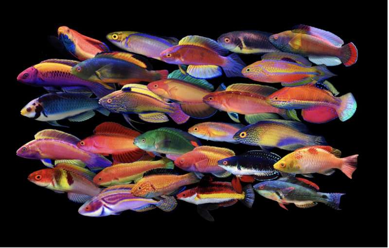 Wrasses dazzle: how fairy wrasses got their flamboyant colours