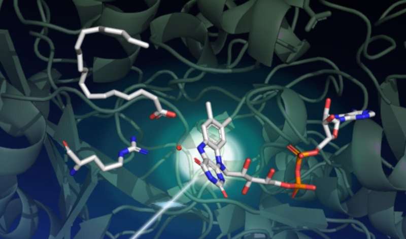 Scientists uncover structure of light-driven enzyme with potential biofuel applications