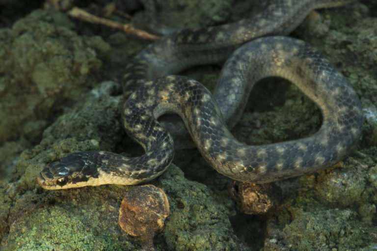 Neglected species—conserving reptiles on the Caribbean critical list