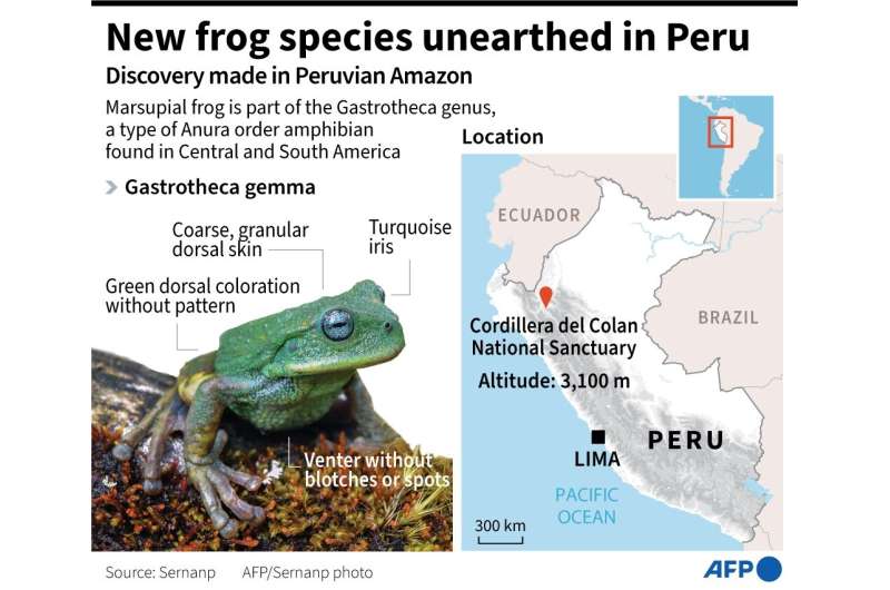 New species of frog discovered in Peru