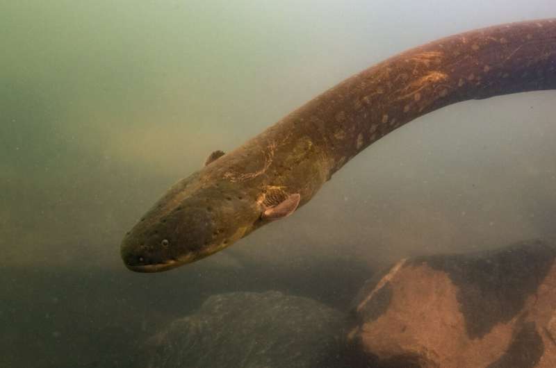 Scientists discover electric eels hunting in a group