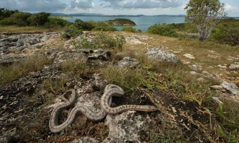 Neglected species—conserving reptiles on the Caribbean critical list