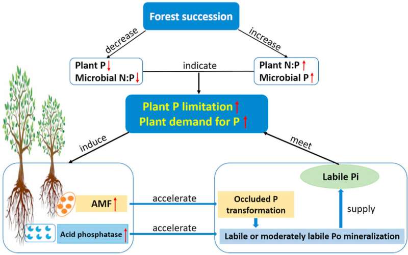 Researchers reveal potential mechanism of phosphorus acquisition of subtropical forests