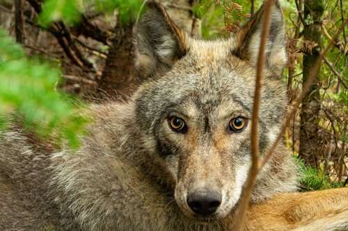 Researchers uncover hidden hunting tactics of wolves in Minnesota's Northwoods