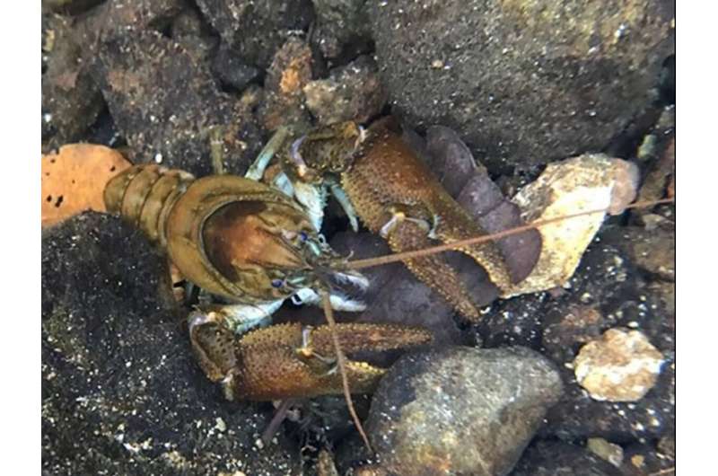 Researchers adapt COVID-19 test technique to protect disappearing UK freshwater crustacean