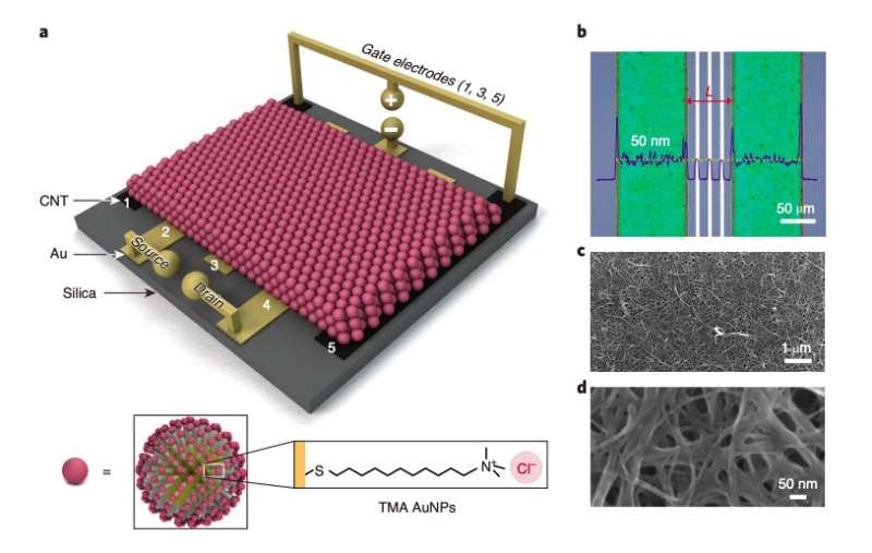 Researchers create a new transistor based on metal nanoparticles and ionic gradients