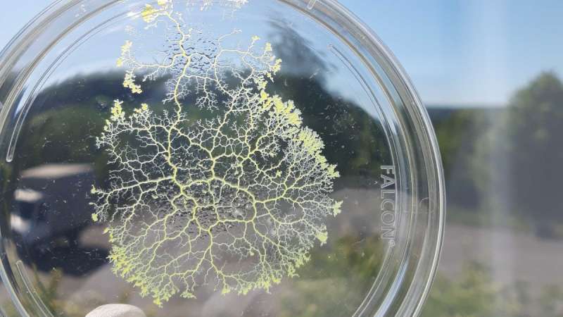 Researchers find a single-celled slime mold with no nervous system that remembers food locations