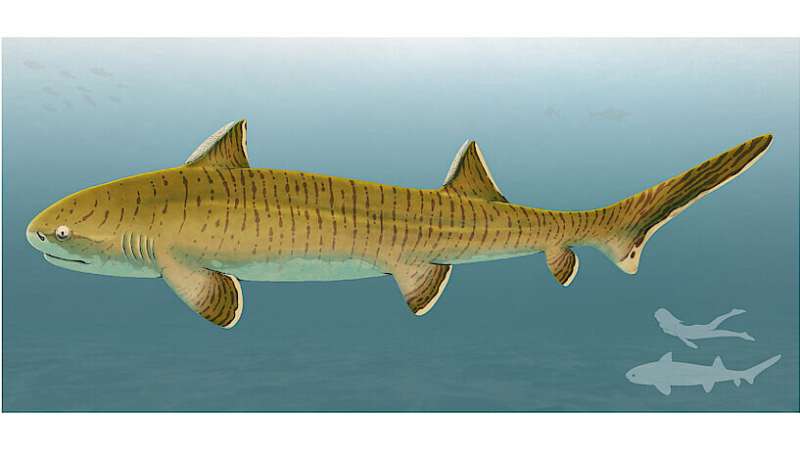 150-million-year-old shark was one of the largest of its time