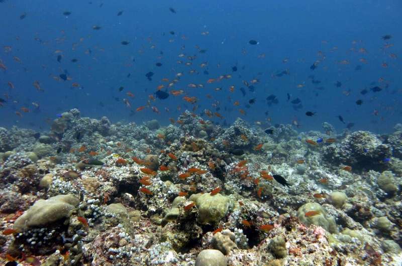 Study reveals energy sources supporting coral reef predators