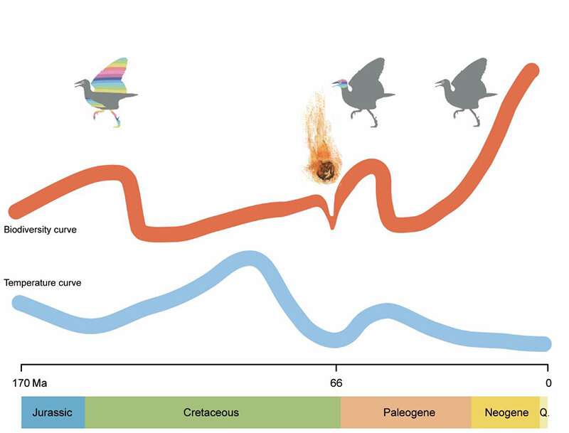 Climate change influences biodiversity evolution of birds: study