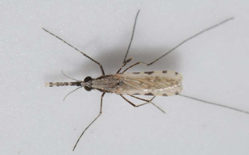 Researchers unveil detailed genome of invasive malaria mosquito