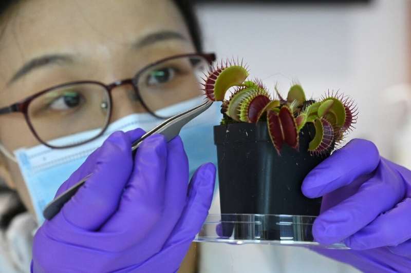 Researchers in Singapore linked up plants to electrodes, using the technology to trigger a Venus flytrap to snap its jaws shut a