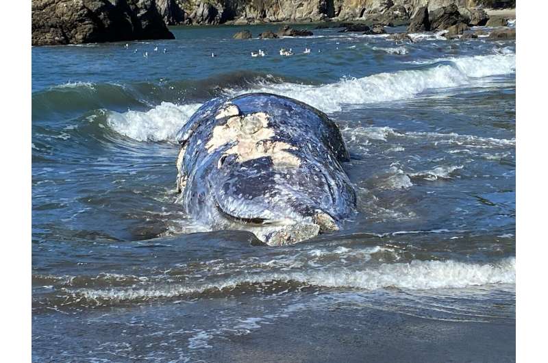 4 gray whales found dead in San Francisco Bay Area in 9 days