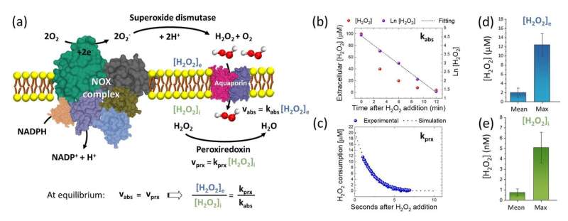 A biosensor for measuring extracellular hydrogen peroxide concentrations