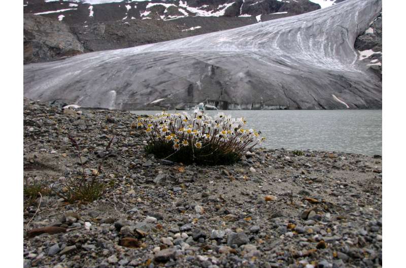 Alpine plants at risk of extinction following disappearing glaciers